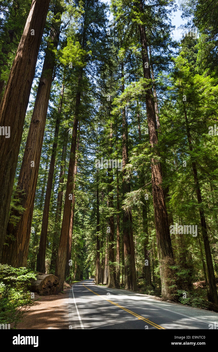 Avenue dei giganti, Humboldt Redwoods State Park, Nord della California, Stati Uniti d'America Foto Stock