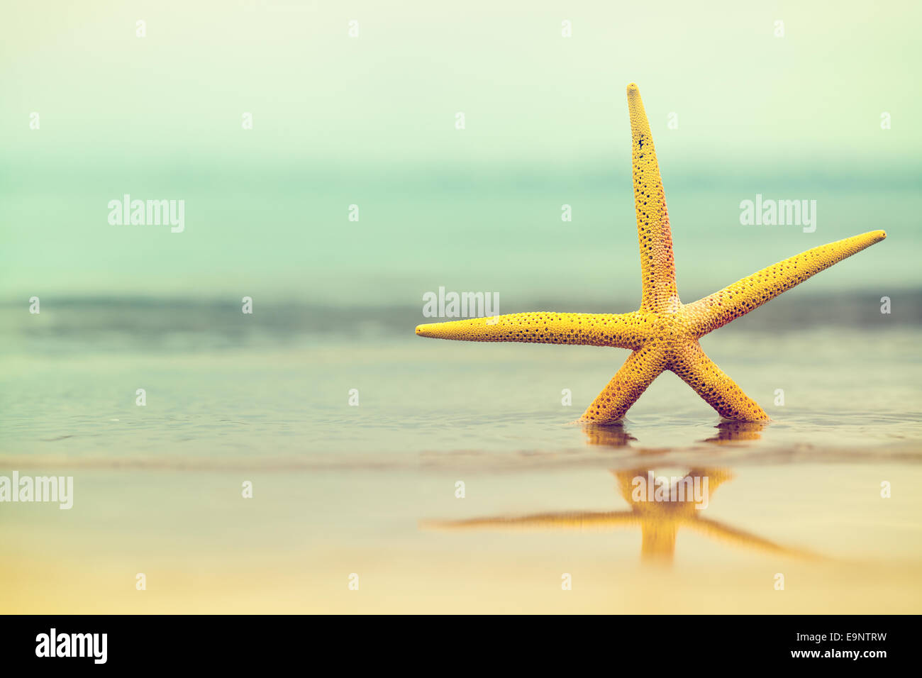 Stella di mare in acqua sulla spiaggia sabbiosa.stella gialla. Spazio di copia Foto Stock