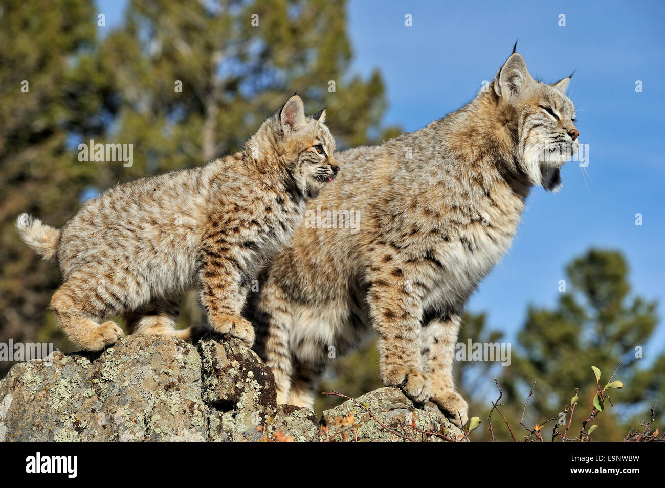 Bobcat (Lynx rufus) captive gattini e adulto nel tardo autunno habitat di montagna, captive sollevato campione Bozeman, Montana, USA Foto Stock