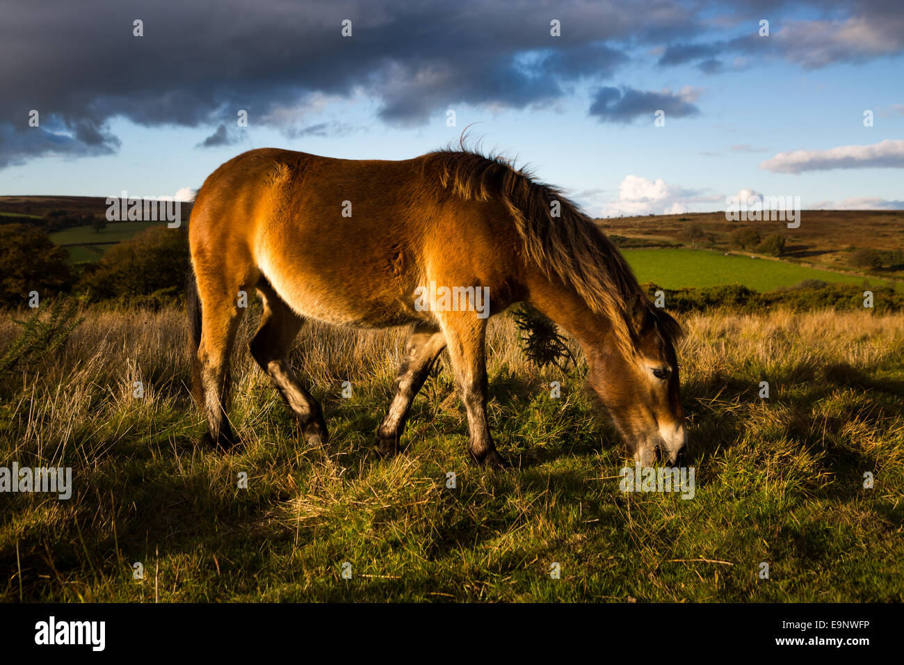 Exmoor pony pascolando nella luce del sole. Foto Stock