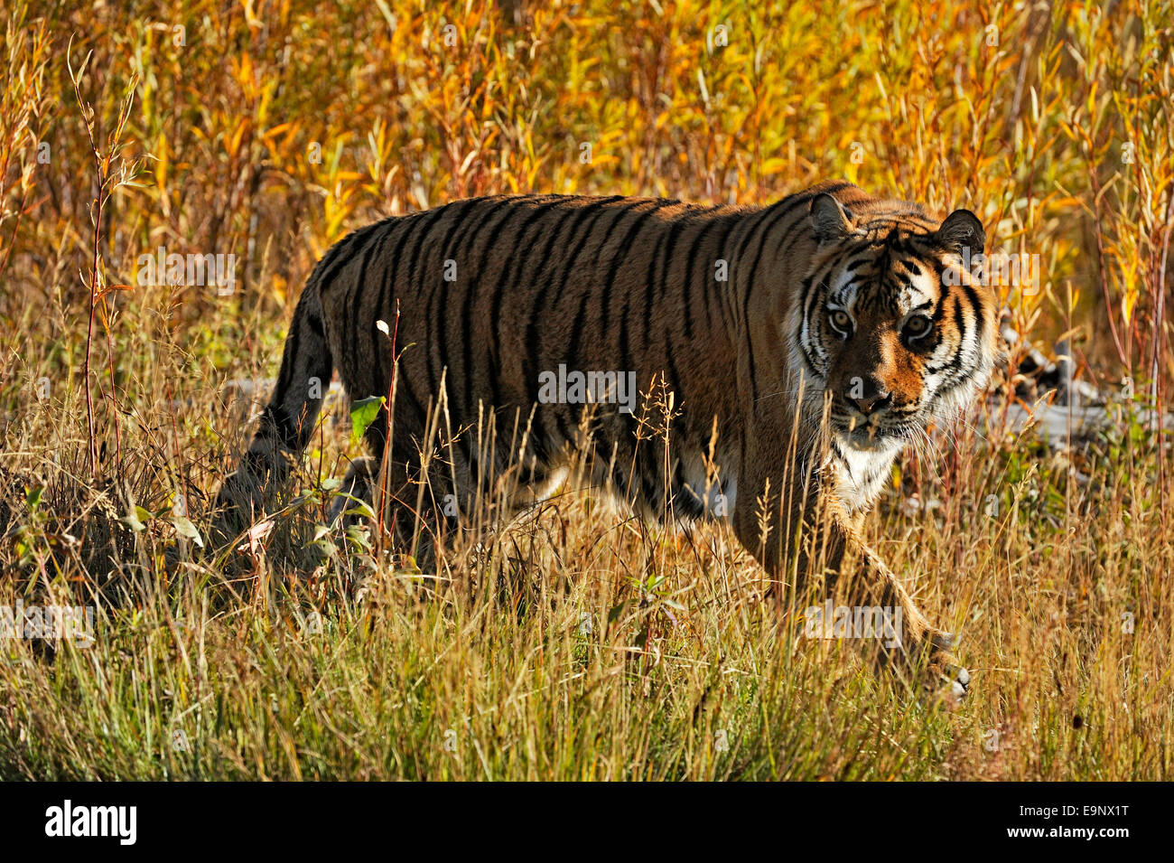Tigre Siberiana tigre di Amur (Panthera tigris altaica) vicino torrente habitat (captive sollevato campione), Bozeman, Montana, USA Foto Stock