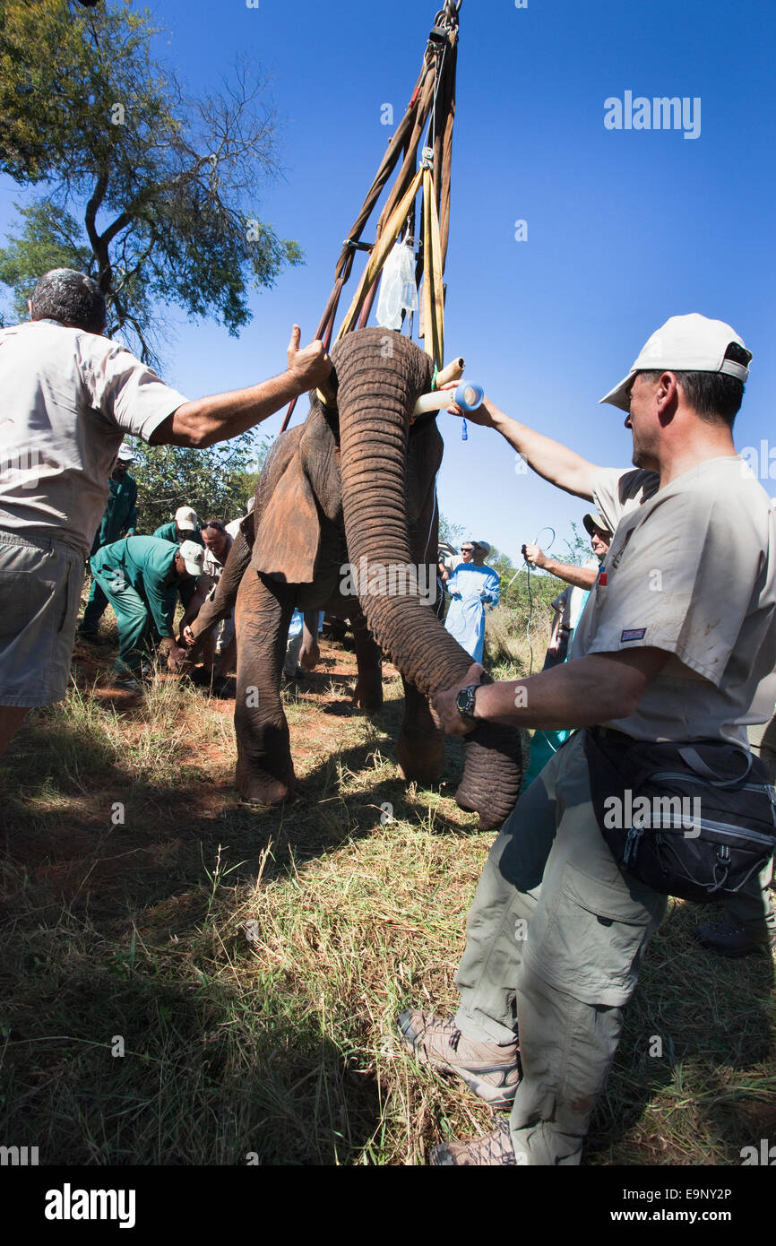 Wild elephant bull, Loxodonta africana, issata in posizione mediante la gru per operazione di vasectomia nella boccola Foto Stock