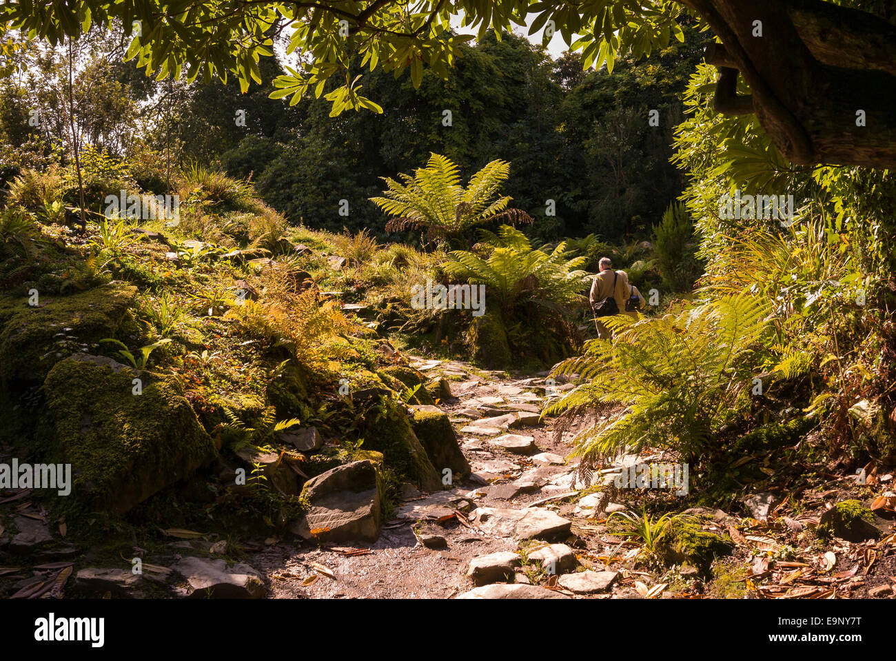 Ai visitatori di esplorare i selvaggi sentieri attraverso giardini di Heligan Foto Stock