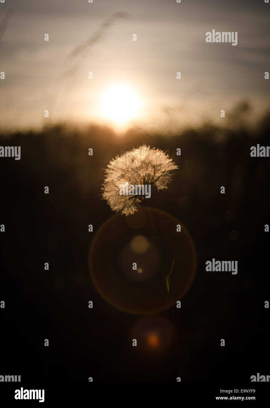 Autunno tramonto/ tardo pomeriggio immagine utilizzando un m42 lente su una Nikon D7000. Foto Stock