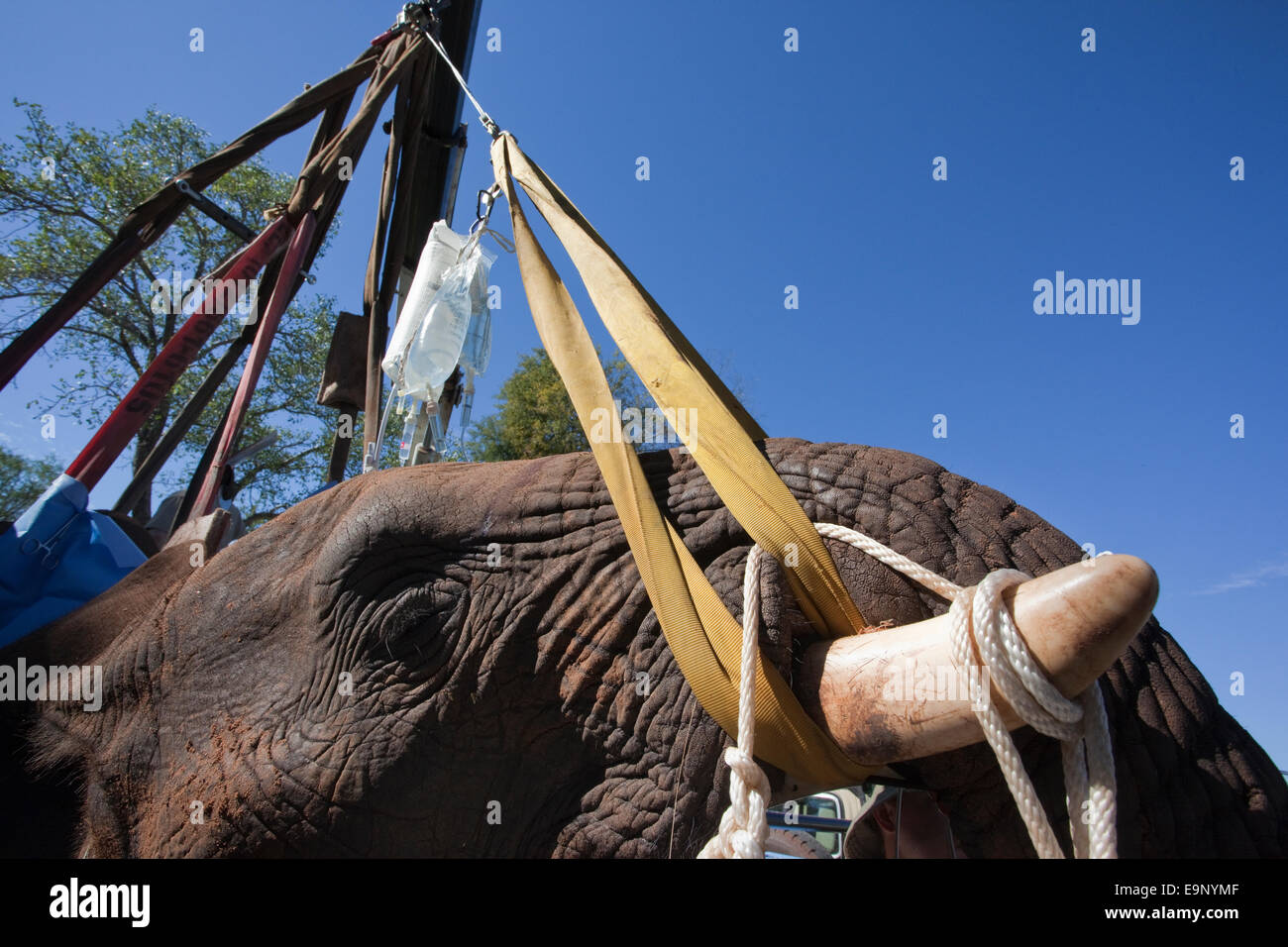 Wild elephant bull, Loxodonta africana, con gocciolatoio, issata in posizione mediante la gru per operazione di vasectomia nella boccola Foto Stock