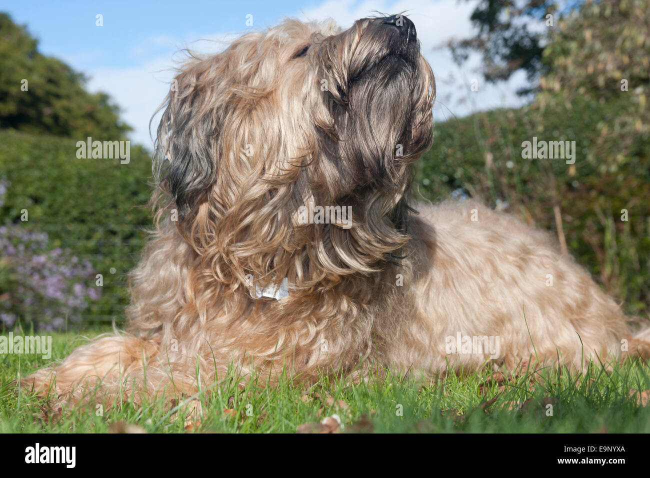 Irlandese rivestito morbido Wheaten terrier in giardino Foto Stock