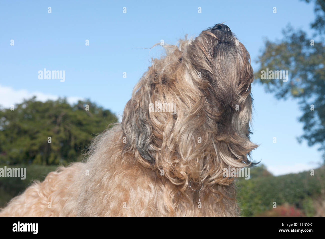 Irish Wheaten terrier, cane adulto, annusando aria Foto Stock