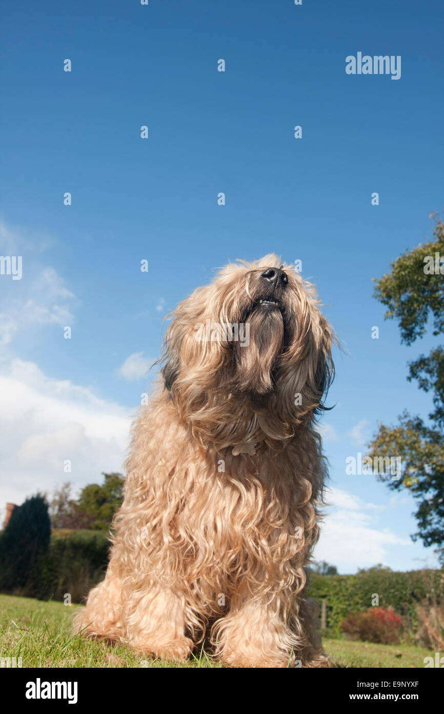 Irish Wheaten terrier, cane adulto, annusando aria Foto Stock