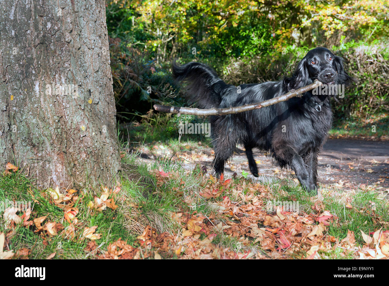 Piatto nero rivestite retriever che trasportano stick sui giorni di autunno Foto Stock