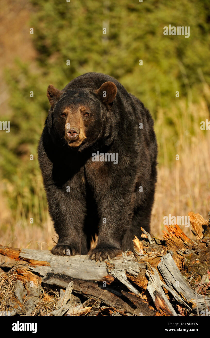 American Black Bear (Ursus americanus) nel tardo autunno habitat (captive sollevato campione), Bozeman, Montana, USA Foto Stock