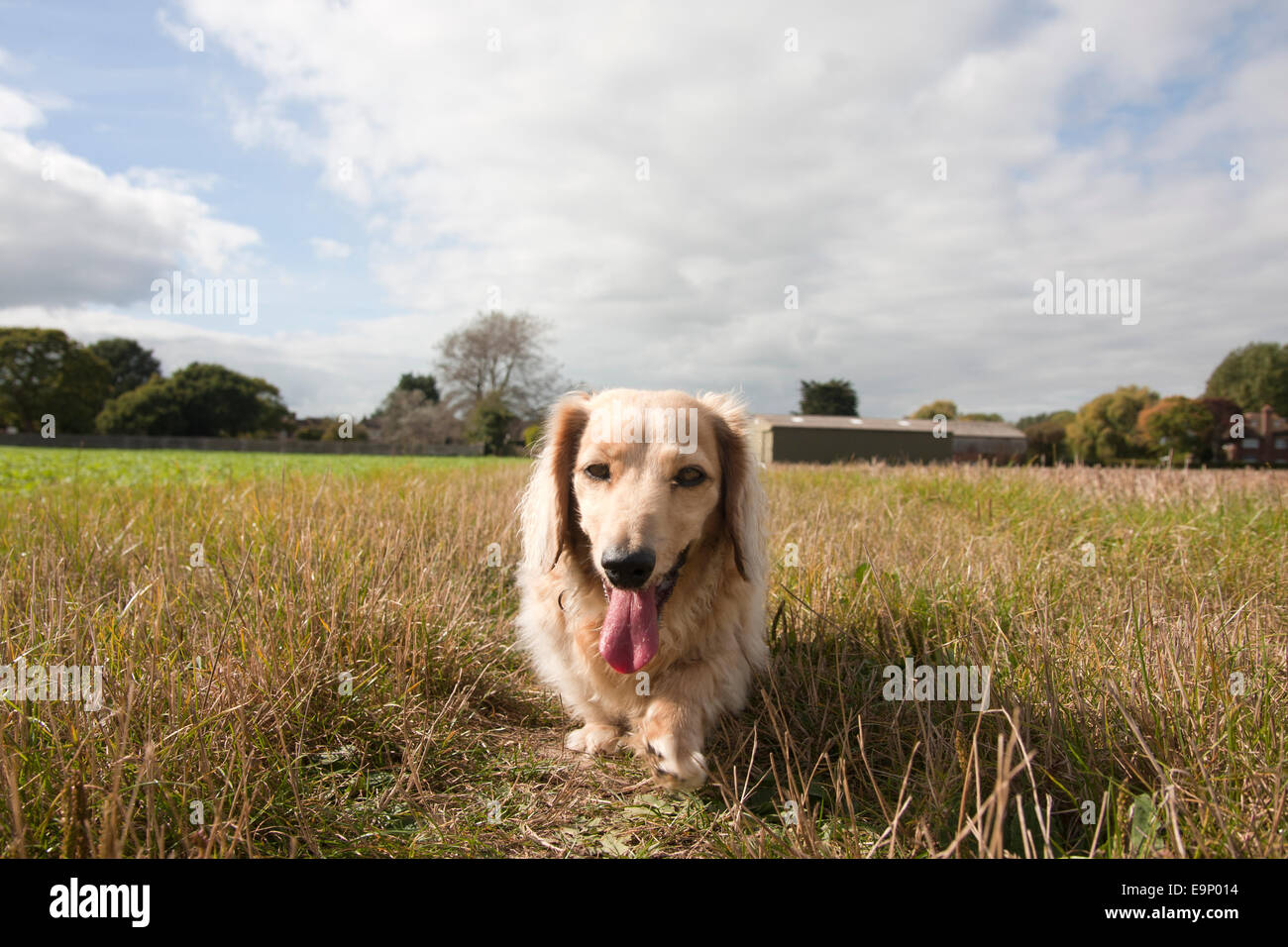 Cane Bassotto , singolo adulto, passeggiate in campagna, Sussex, Inghilterra Foto Stock