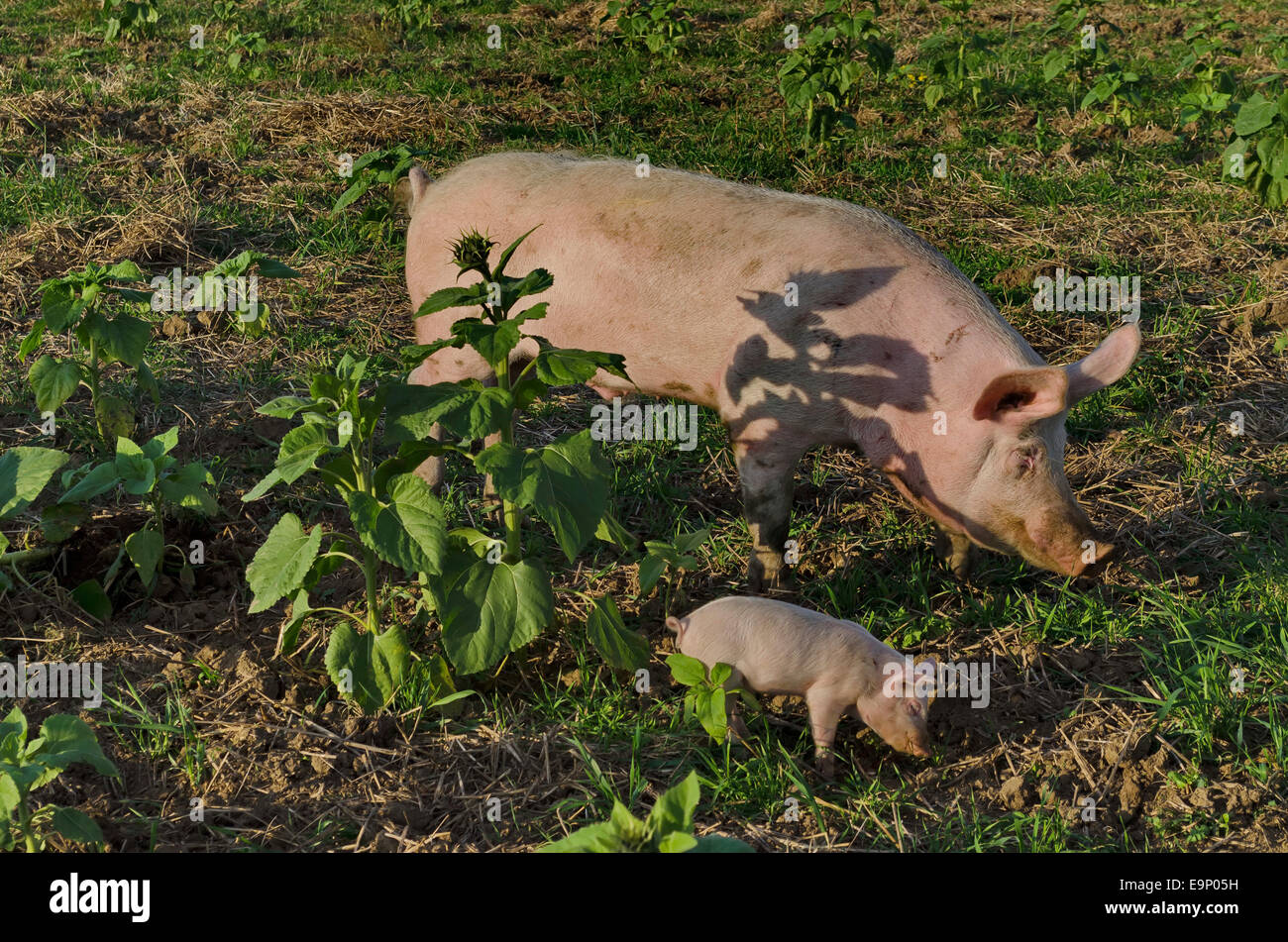 Sow biologico e la sua suinetti mangiare l'erba fresca in un prato. Foto Stock
