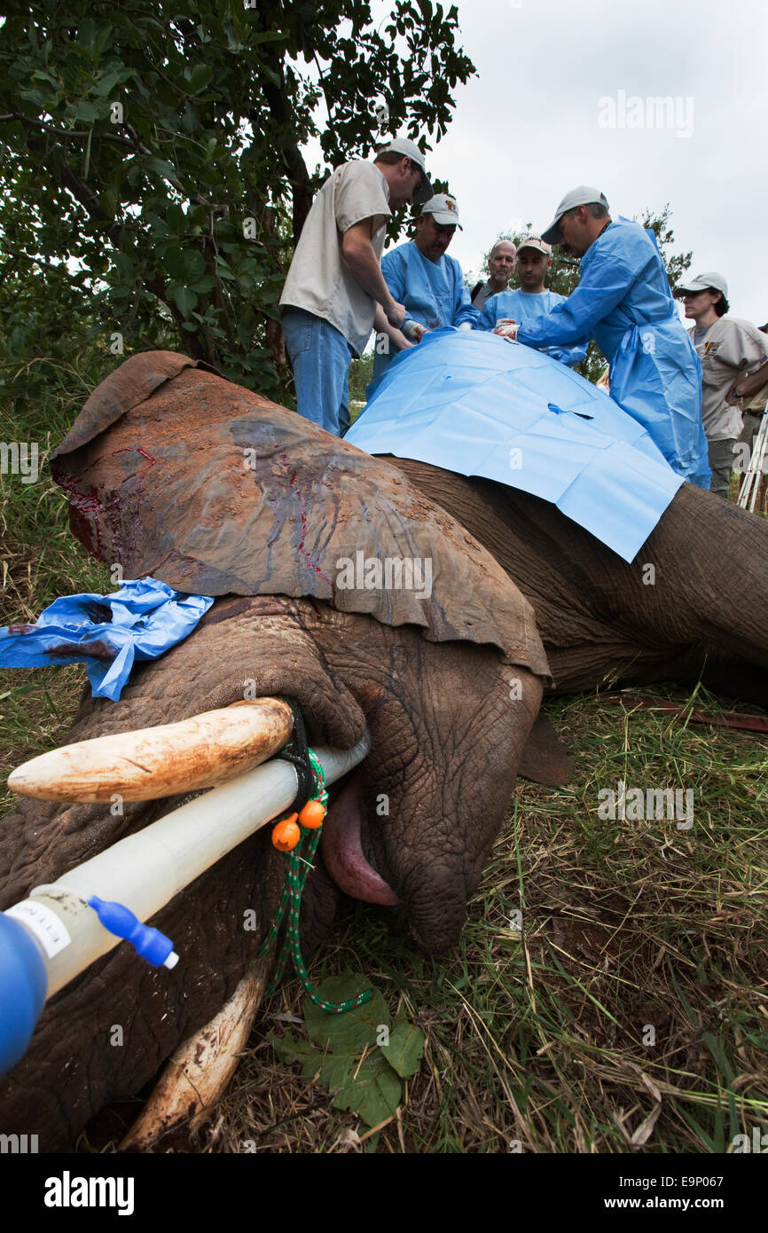 La popolazione di elefanti del programma di gestione dei team chirurgico di eseguire la chirurgia non invasiva per vasectomise un elefante selvatico Foto Stock