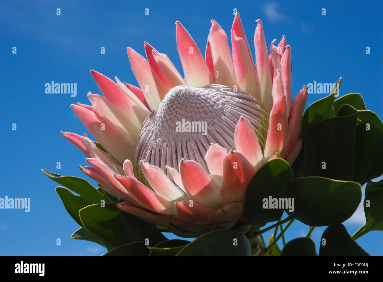 Re protea, Protea cynaroides, Western Cape, Sud Africa Foto Stock
