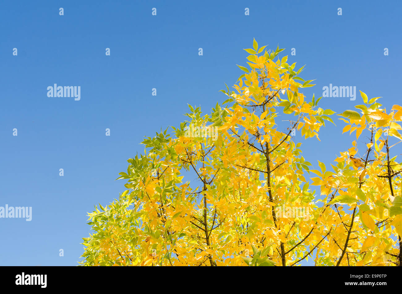 Autunno sfondo con golden lussureggiante fogliame contro di cielo blu chiaro e copy-spazio area libera Foto Stock