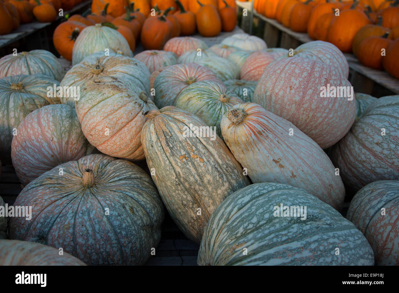 Zucche in una fattoria di stand Foto Stock