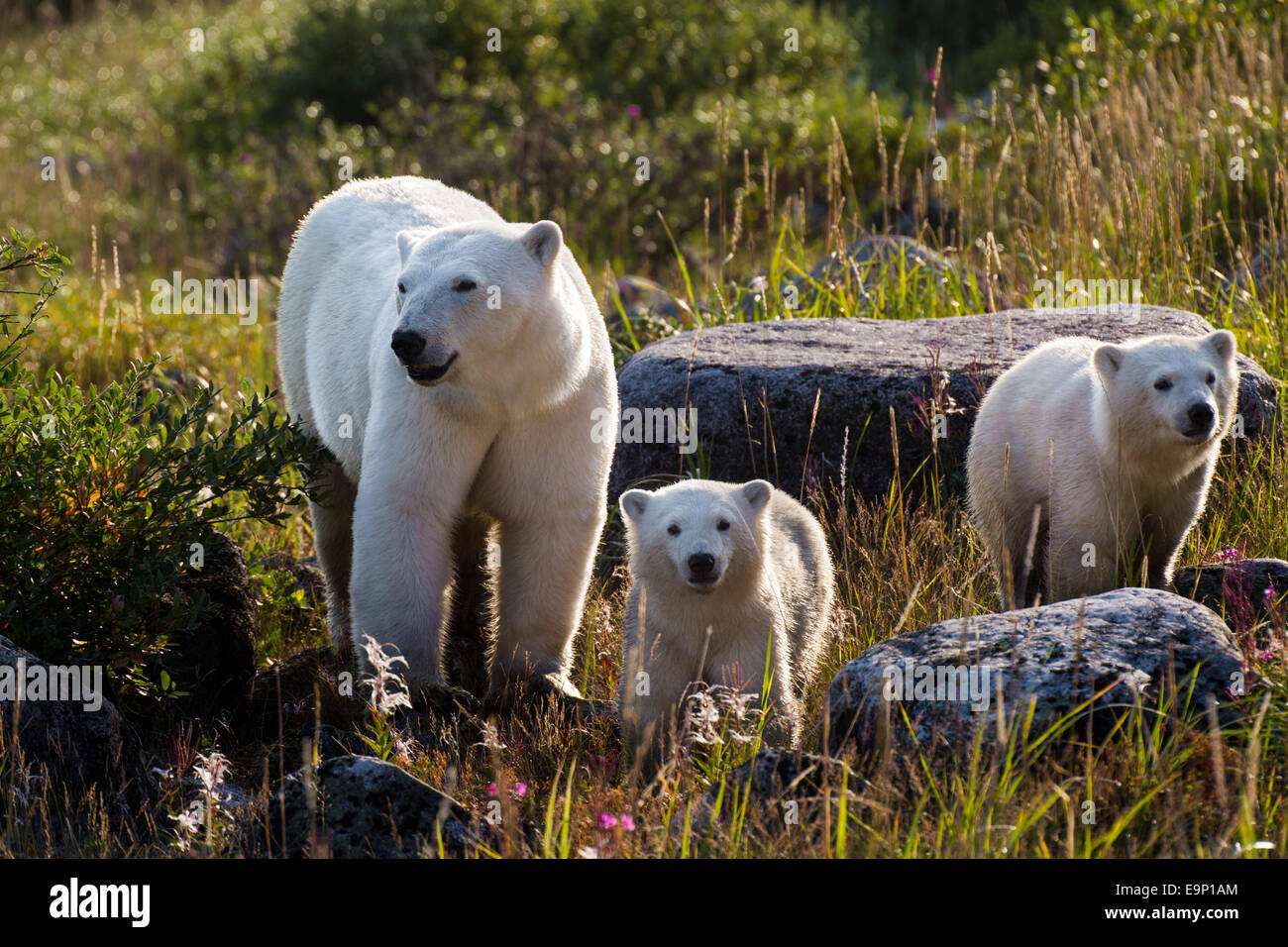 Orso polare & Lupetti, Guarnizione River, Canada Foto Stock