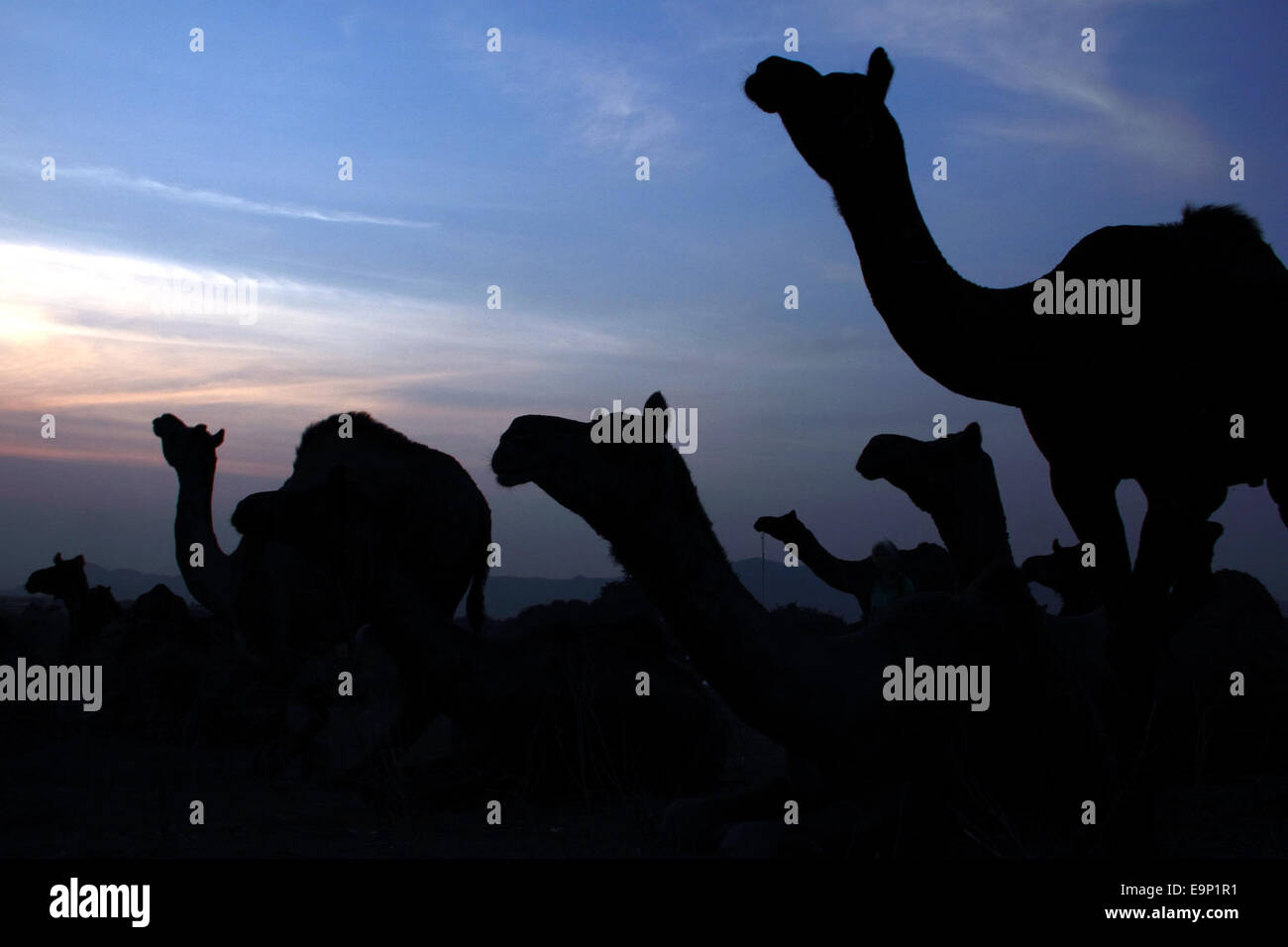 Cammelli portati dai fornitori a Puskar Fair 2014. © Shashi Sharma/Pacific Press/Alamy Live News Foto Stock
