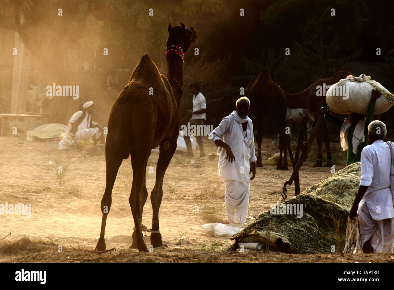 Cammelli portati dai fornitori a Puskar Fair 2014. © Luca Prizia/Pacific Press/Alamy Live News Foto Stock