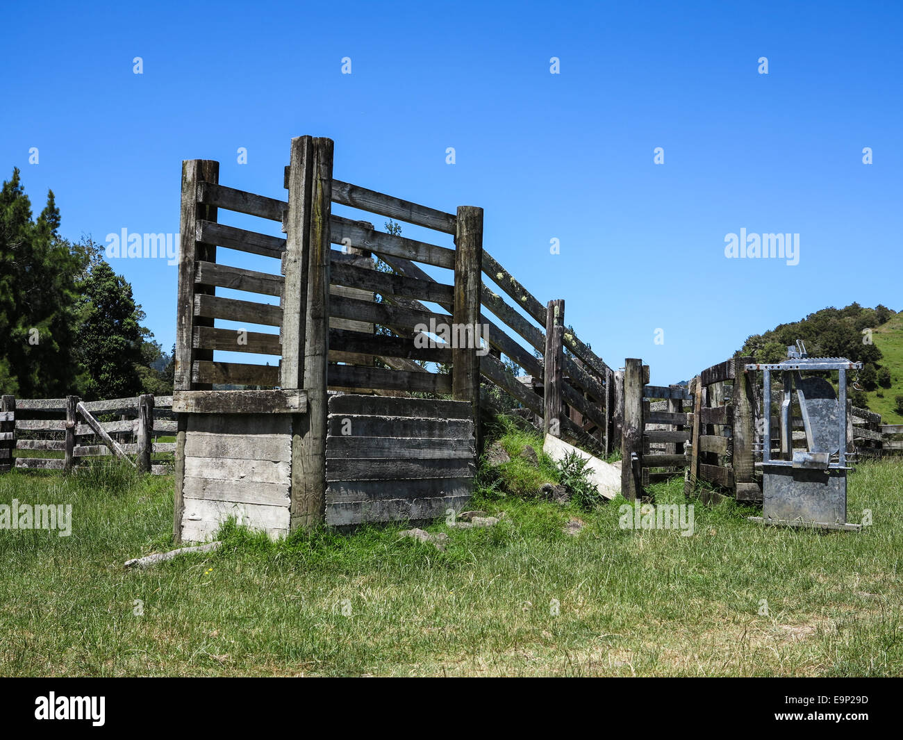 Summer Blue Sky Nuova Zelanda in legno cantiere Farm Stock erba verde colline alberi pioppi Foto Stock