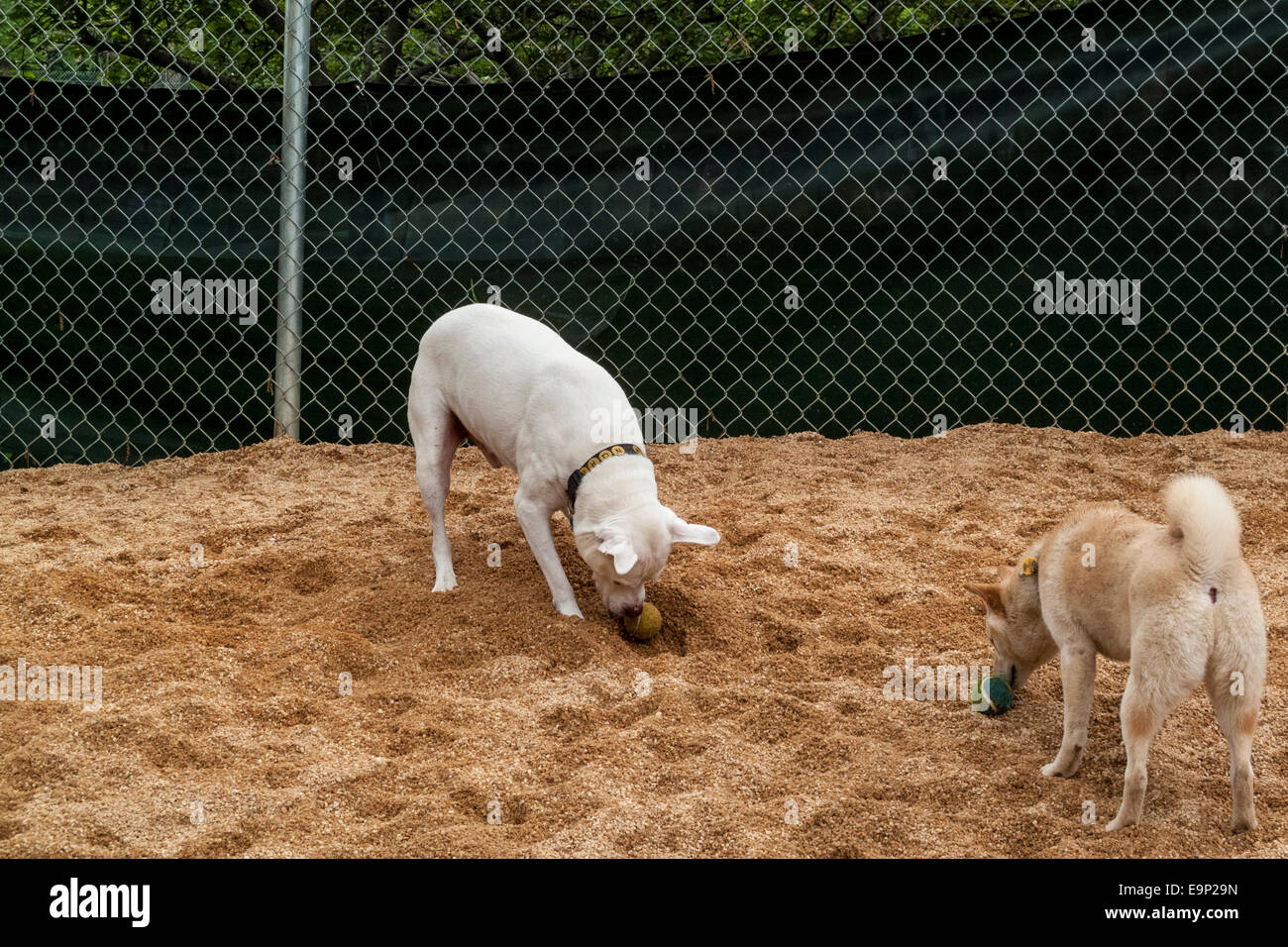 New York, NY Maggio 2009 - Cani giocando con sfere in George's Dog Run in Washington Square Park Foto Stock