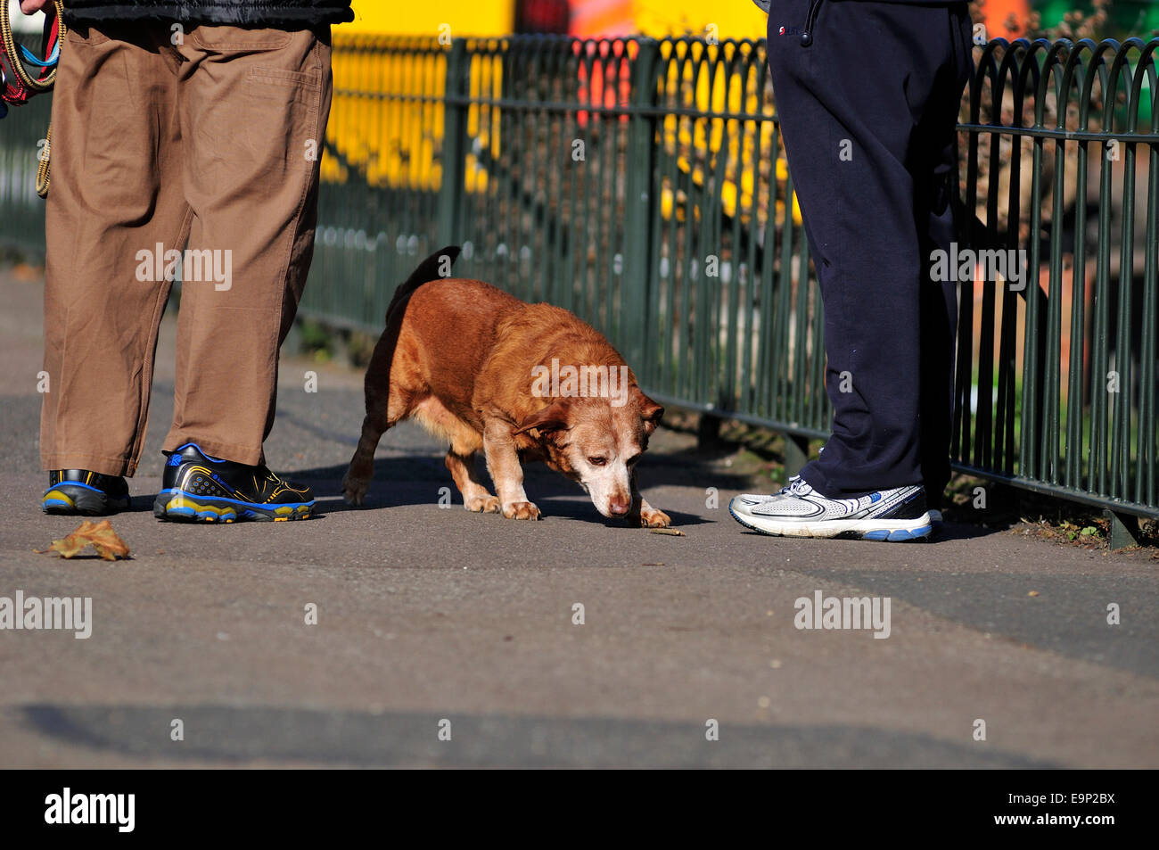Il vecchio cane marrone tra le gambe di due uomini anziani chiacchierando tra loro nel parco Foto Stock