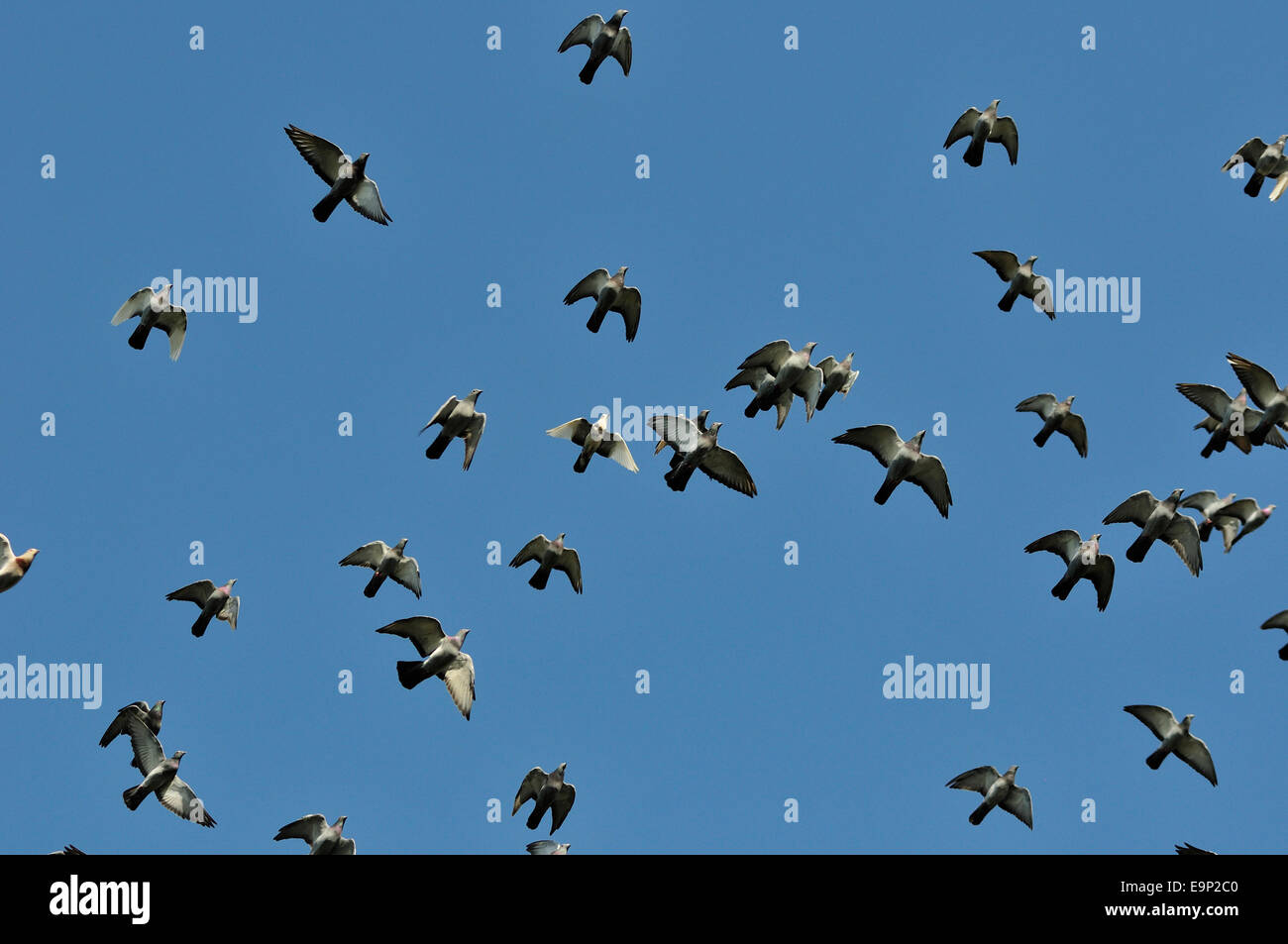 Stormo di piccioni volare contro il cielo blu Foto Stock