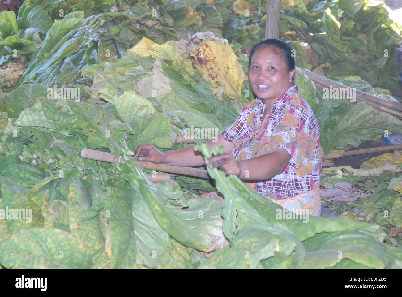 La donna lo smistamento delle foglie di tabacco a Lombok, Indonesia Foto Stock