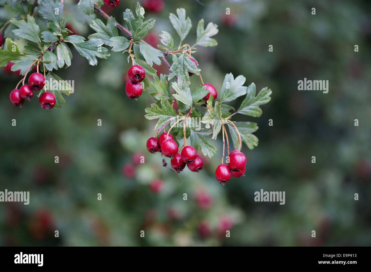 Impianto con brillanti bacche rosse e verdi sfondo bokeh di fondo. Foto Stock