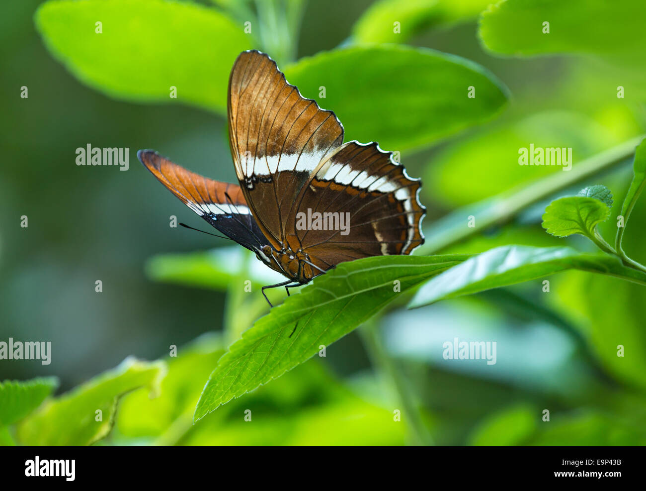 Rusty-Pagina punta butterfly (Siproeta epaphus) arroccato su una foglia Foto Stock