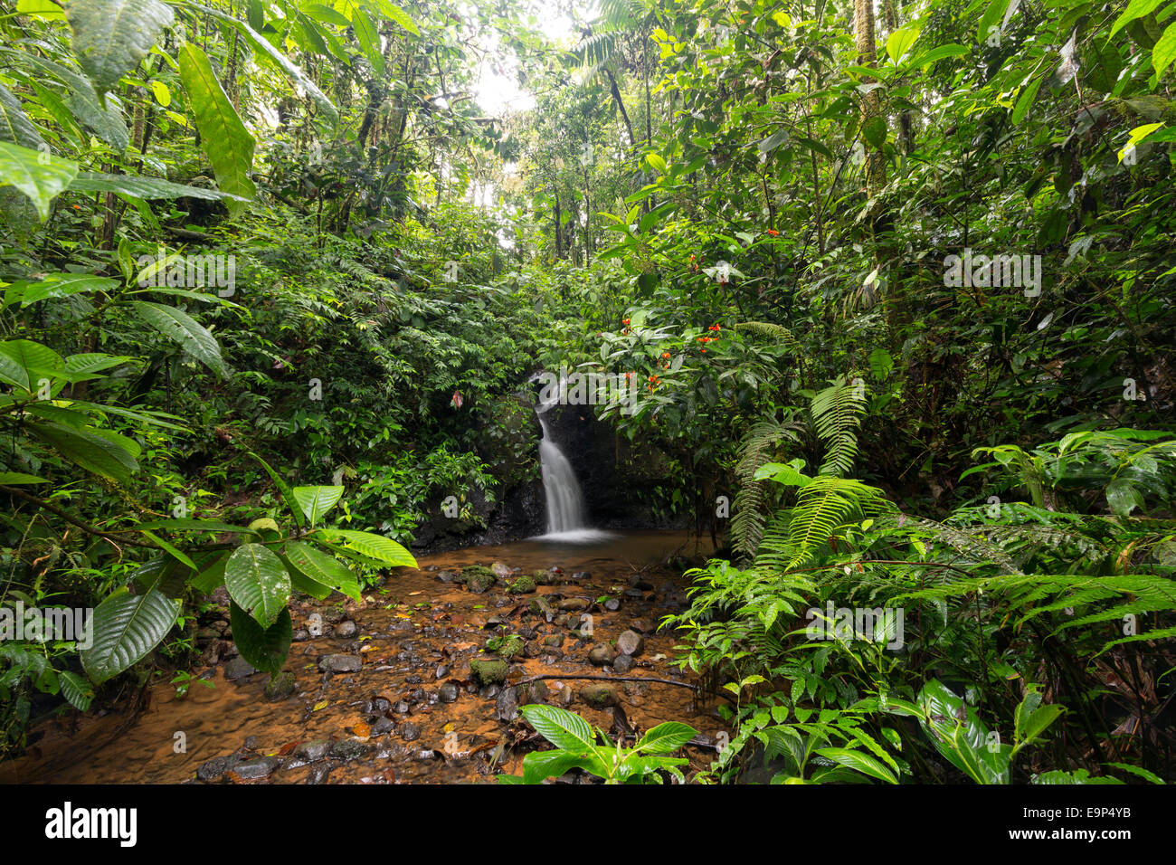 Cascata della foresta pluviale in un burrone umida vicino a Sumaco National Park, Ecuador Foto Stock