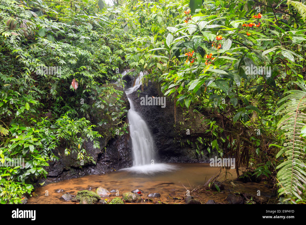 Cascata della foresta pluviale in un burrone umida vicino a Sumaco National Park, Ecuador Foto Stock