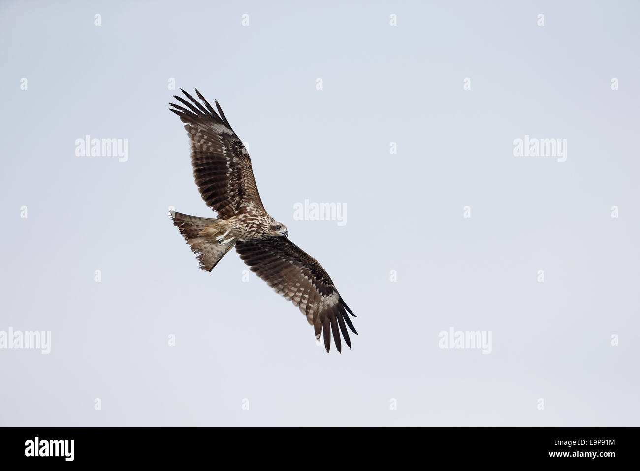 Nero-eared Kite (Milvus migrans lineatus) immaturo, in volo, Tai Sang Wai, Hong Kong, Cina, Settembre Foto Stock