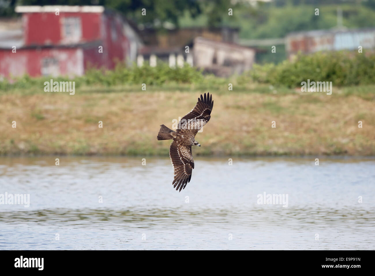 Nero-eared Kite (Milvus migrans lineatus) immaturo, in volo, Pesca nel laghetto con pesci, Tai Sang Wai, Hong Kong, Cina, Settembre Foto Stock