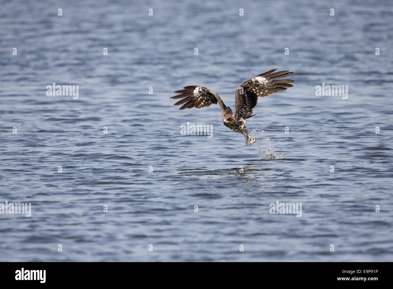 Nero-eared Kite (Milvus migrans lineatus) immaturo, in volo, tenendo il pesce dalla superficie di Peschiera, Tai Sang Wai, Hong Kong, Cina, Settembre Foto Stock