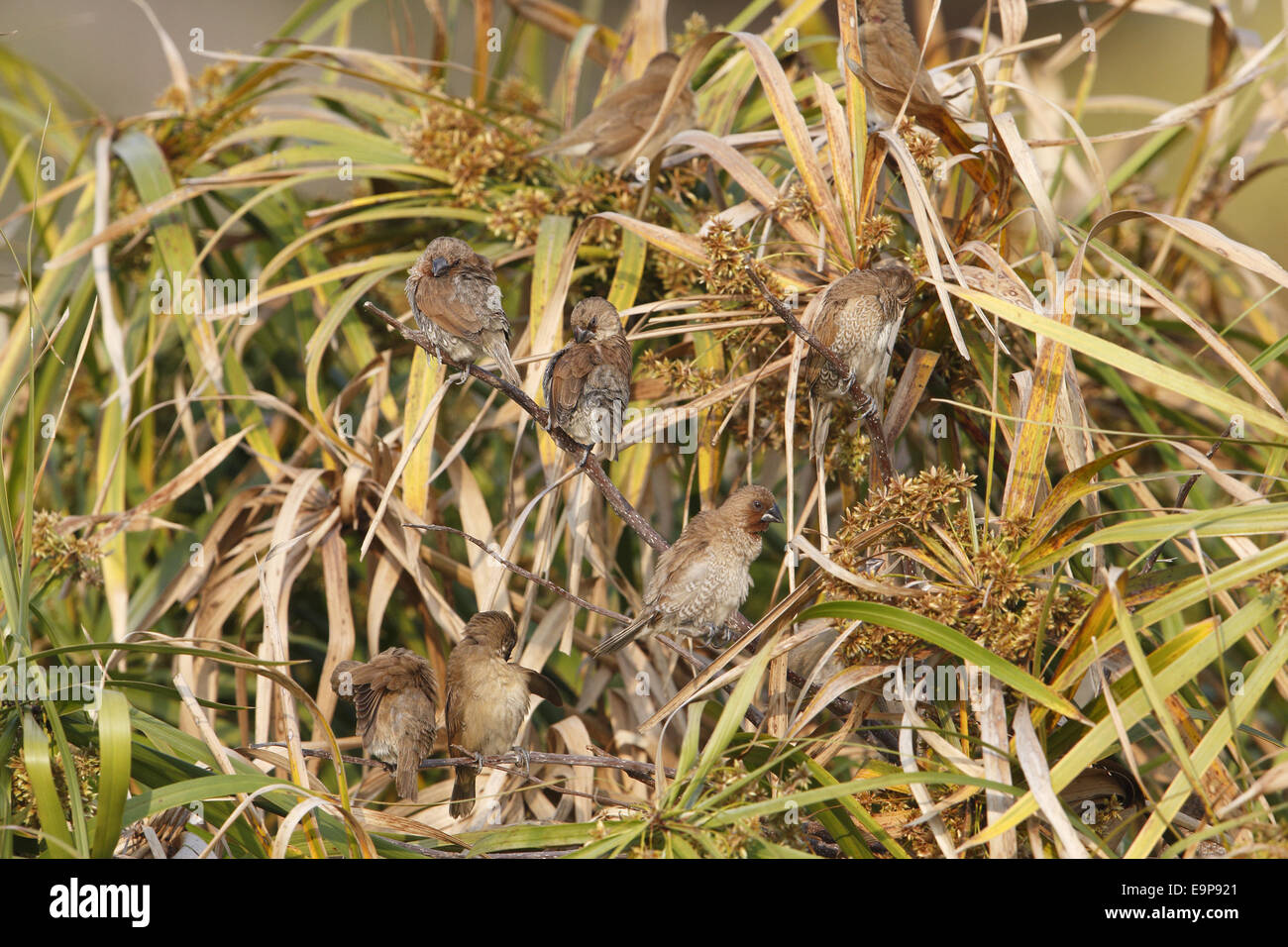 Squamosa-breasted Munia (Lonchura punctulata) gregge, preening, appollaiato su ramoscelli, lunga vallata Nuovi Territori di Hong Kong, Cina, Gennaio Foto Stock