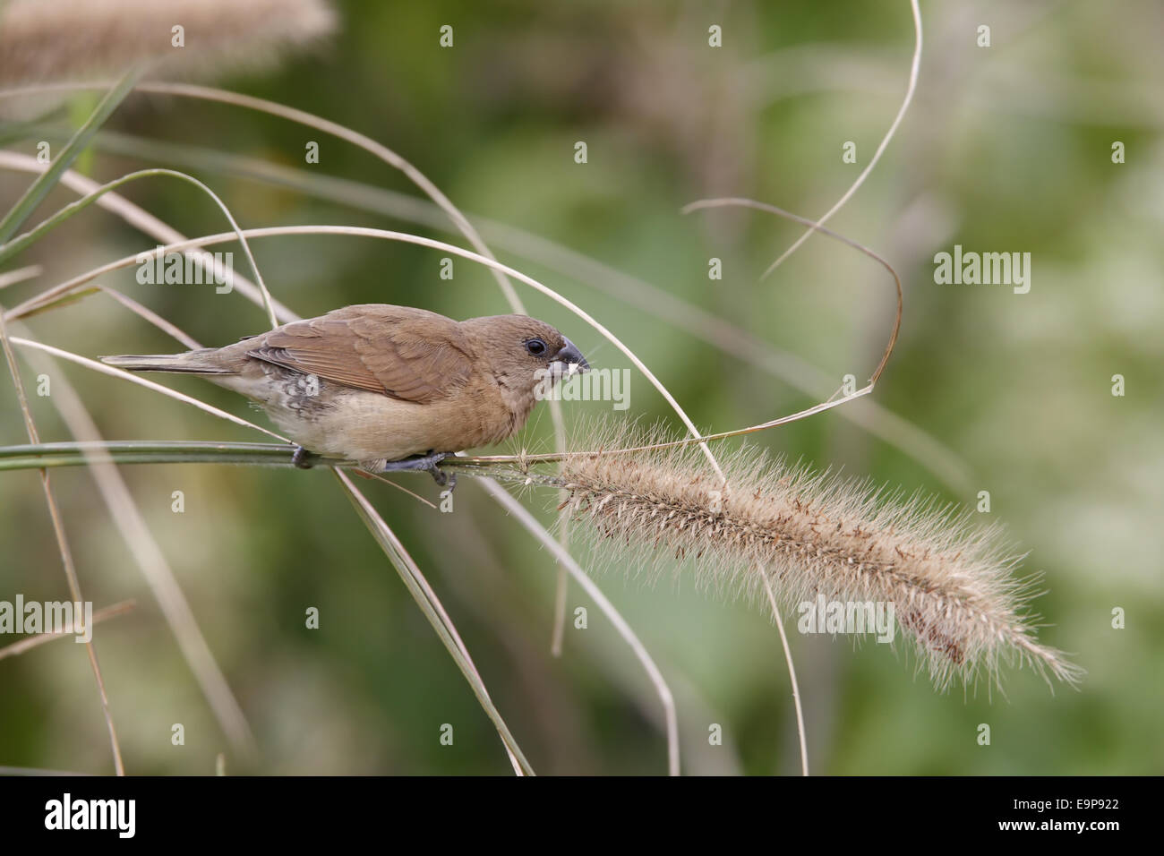 Squamosa-breasted Munia (Lonchura punctulata) immatura e alimentazione su semi, appollaiato sul gambo di erba, Hong Kong, Cina, Novembre Foto Stock