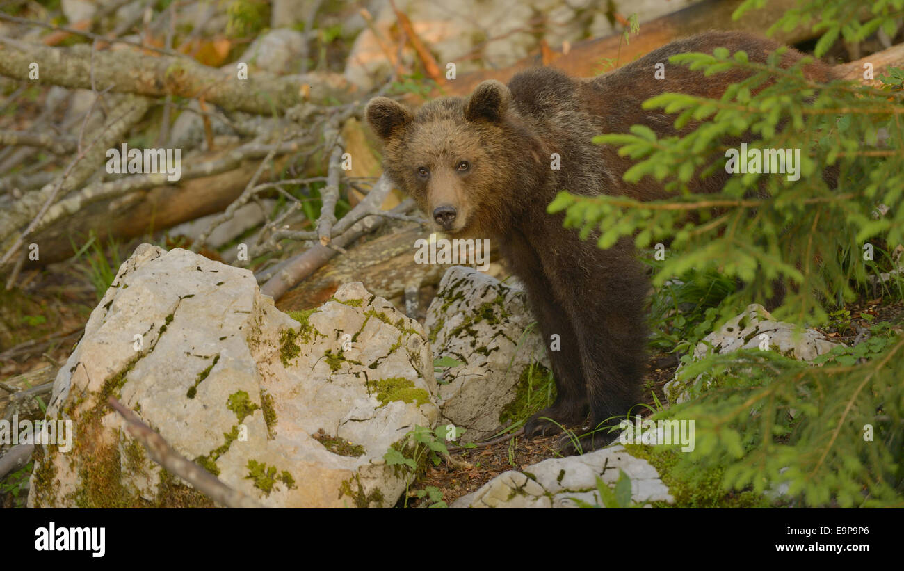 Unione l'orso bruno (Ursus arctos arctos) maschio immaturi, in piedi tra le rocce in foresta, nella luce del sole serale, Slovenia, Giugno Foto Stock