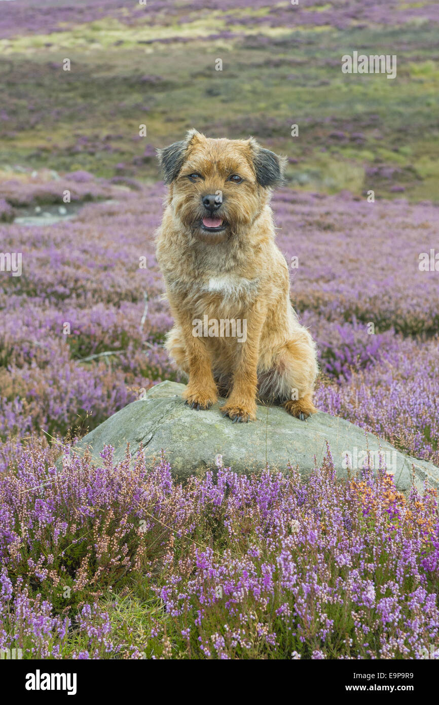 Cane domestico, Border Terrier, maschio adulto, a sette anni, seduti su una roccia tra la fioritura di Erica comune (Calluna vulgaris) sulla brughiera, Blakey Ridge, North York Moors N.P., North Yorkshire, Inghilterra, Agosto Foto Stock