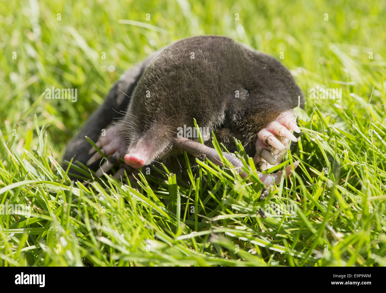 Unione Mole (Talpa europaea) adulto, alimentando il lombrico, sul giardino prato, Chipping, Lancashire, Inghilterra, Agosto Foto Stock