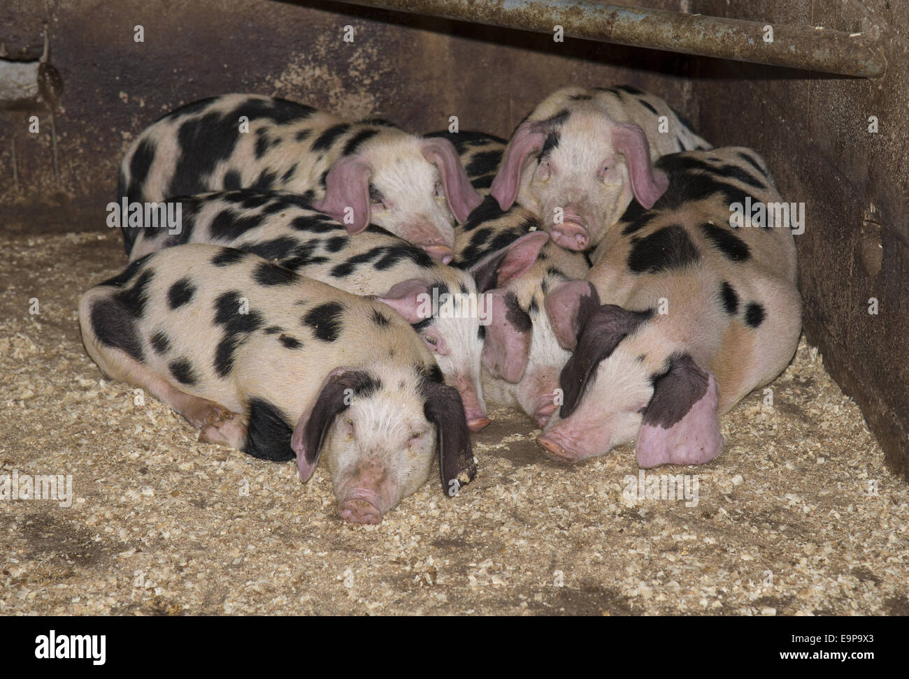 Suini domestici, macchie di suinetti, dormire su di trucioli, Burnley, Lancashire, Inghilterra, Agosto Foto Stock