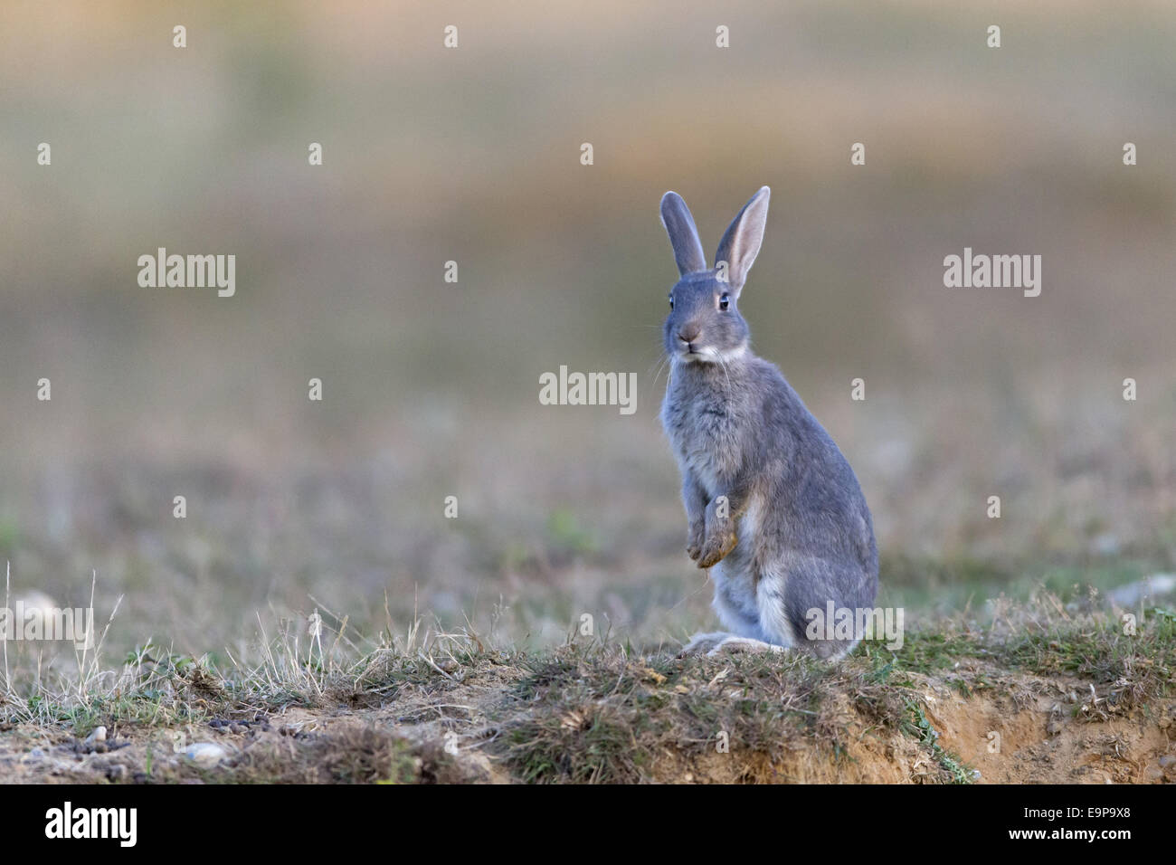 Coniglio europeo (oryctolagus cuniculus) adulto, con colorazione grigia, in piedi sulle zampe posteriori in prati, Minsmere RSPB Riserva, Suffolk, Inghilterra, Luglio Foto Stock