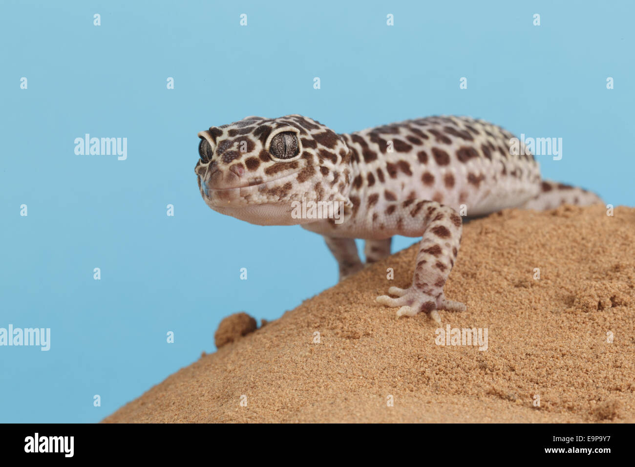 Leopard Gecko (Eublepharis macularius) adulto, in piedi sulla sabbia (prigioniero) Foto Stock