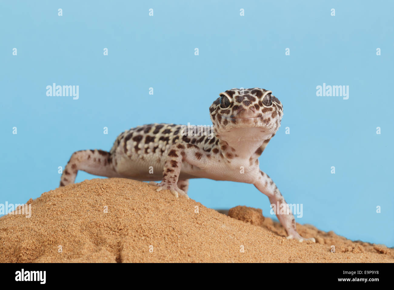 Leopard Gecko (Eublepharis macularius) adulto, in piedi sulla sabbia (prigioniero) Foto Stock