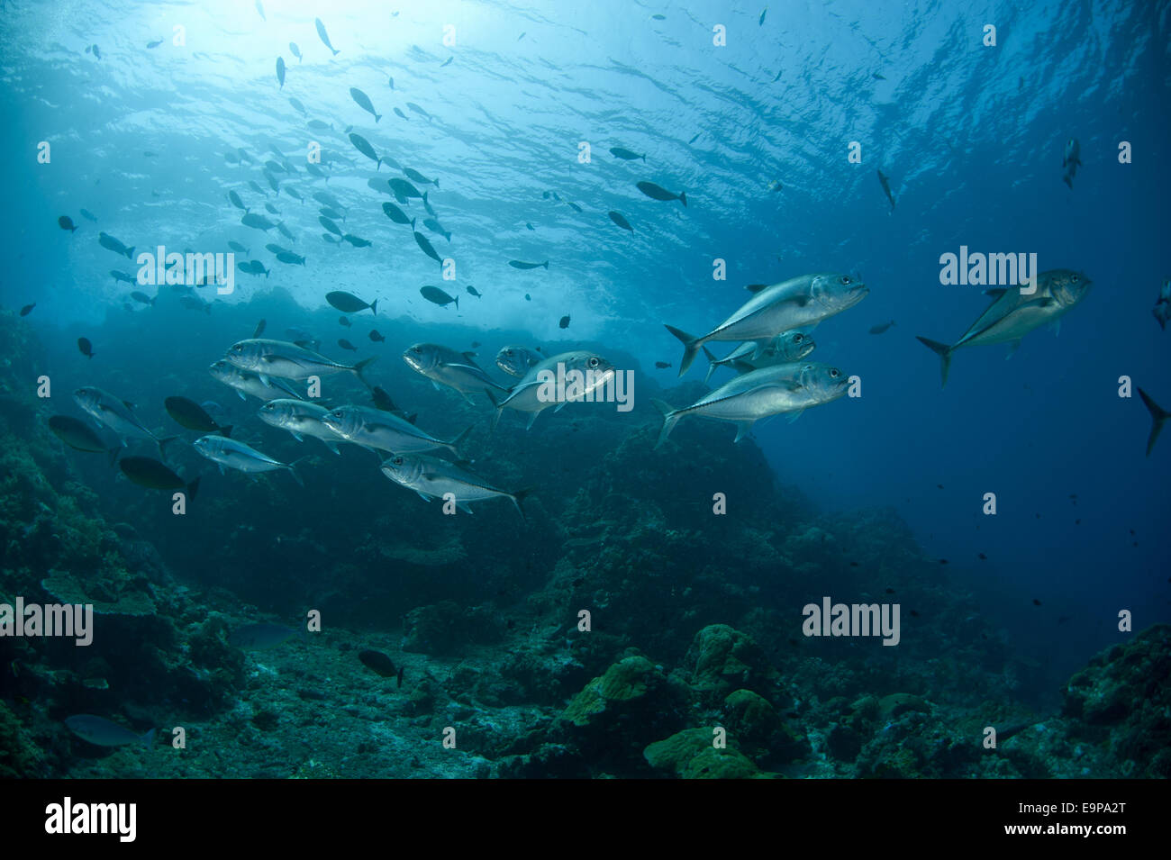 Carangidi obeso (Caranx sexfasciatus) shoal, nuoto in habitat reef, Gili Lawa Laut, vicino all isola di Komodo, Komodo N.P., Lesser Sunda Islands, Indonesia, Luglio Foto Stock