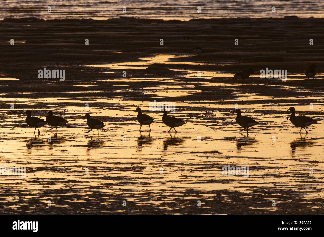 Brent Goose (Branta bernicla) gregge, alimentando sul Tagliamento a bassa marea, profilarsi all'alba, Medway estuario, Shellness, Isola di Foto Stock