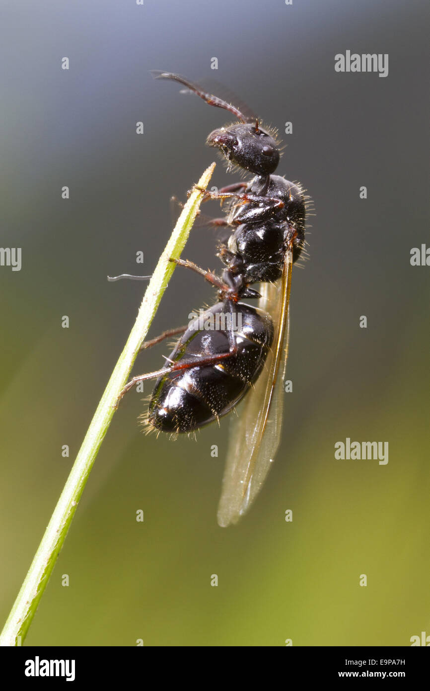 Carpenter Ant (Camponotus piceus) adulto alato, regina circa a volare sul volo nuziale, Pirenei Ariège, Midi-Pirenei, Francia, può Foto Stock