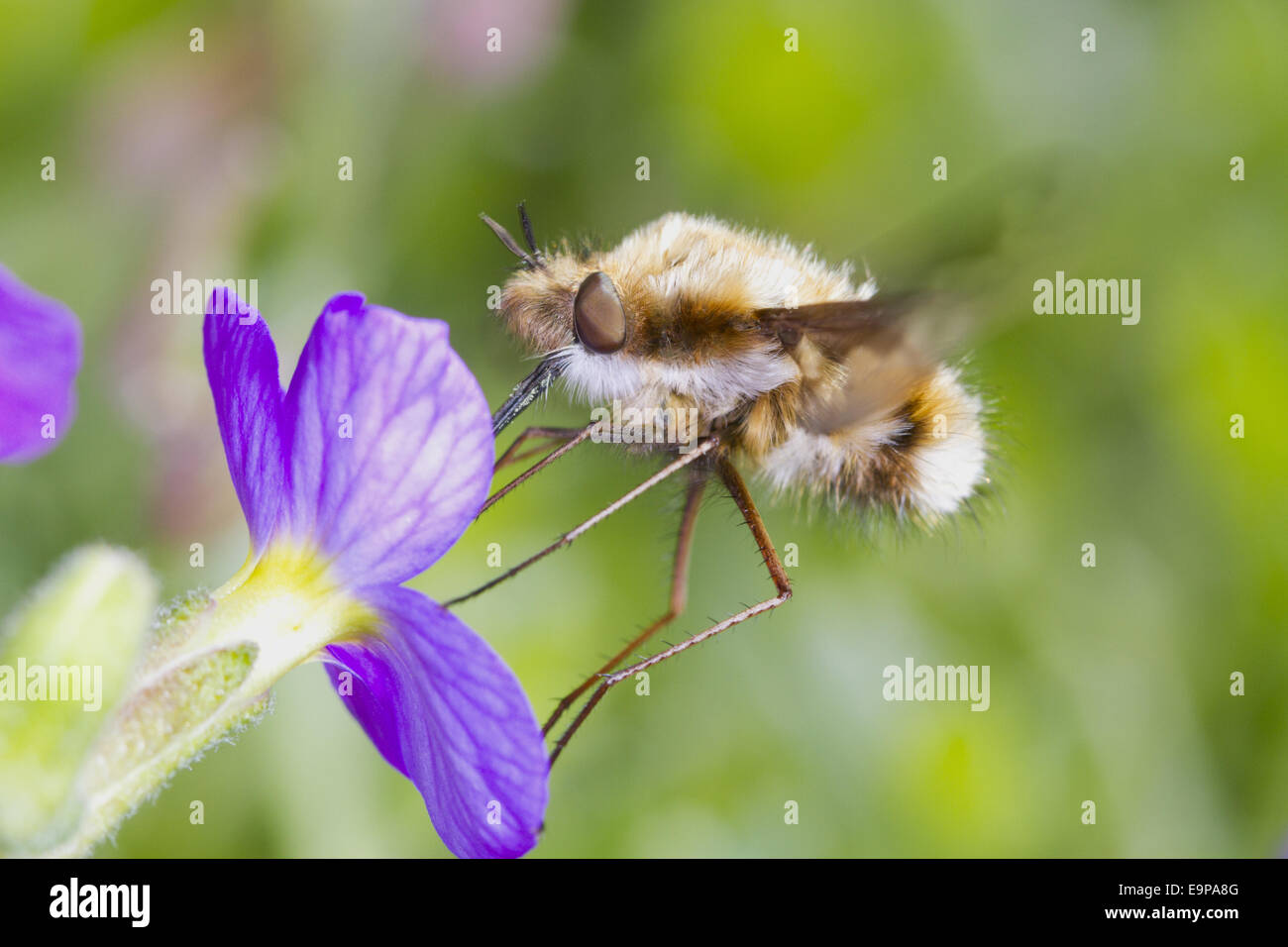 Comune di Bee-fly (Bombylius major) adulto, alimentazione su aubretia fiore nel giardino, East Sussex, Inghilterra, Aprile Foto Stock