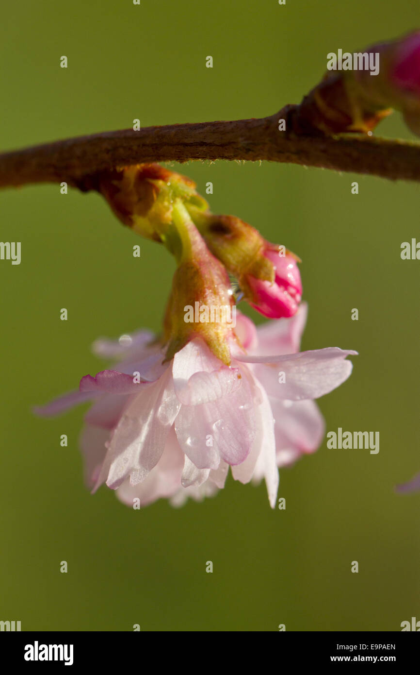 Rosebud Ciliegio (Prunus subhirtella x) "Autumnalis Rosea', close-up di fiori, crescendo in giardino, POWYS, GALLES, Febbraio Foto Stock