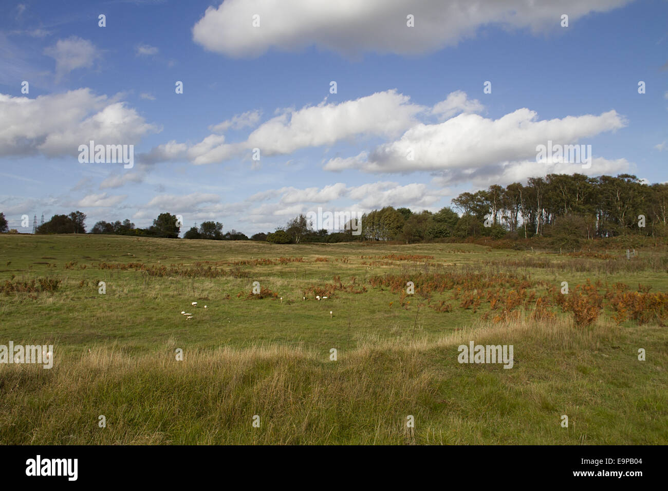 Passeggiate Aldringham area di conservazione, parte del Suffolk Sandlings gestito dalla RSPB Foto Stock